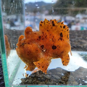 画像: 《近海産海水魚》カエルアンコウ…画像の個体です