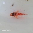 画像1: 《近海産海水魚》イソカサゴ(画像の個体です)…ハンドコート採取