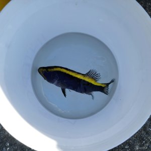 画像: 《近海産海水魚》【激レア】☆★☆ルリハタ（画像の個体です）☆★☆…ハンドコート採取