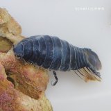 画像: 《近海産甲殻類》ウオノエ科の1種（画像の個体です）