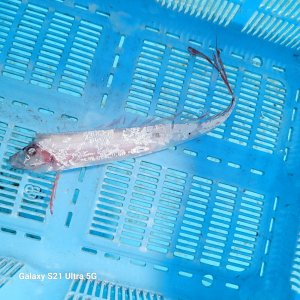 画像: 《外洋性深海魚》☆★☆冷凍テンガイハタ (画像の個体です)30センチ±・・ハンドコート採取