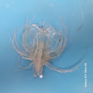 画像: 《近海産甲殻類》【ウルトラレア】フィロゾーマ幼生（画像の個体です）ゾウリエビ？・・冷凍個体