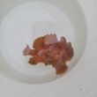 画像2: 《近海産海水魚》カエルアンコウ…画像の個体です