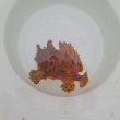 画像1: 《近海産海水魚》カエルアンコウ…画像の個体です