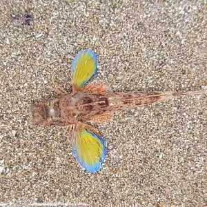 画像: 《近海産海水魚》【珍】イゴダカホデリ(画像の個体です）