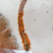 画像1: 《近海産海洋生物類》ムチカラマツ(10センチカット物)‥オレンジ系