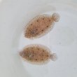 画像4: 《近海産海水魚》セイテンビラメ(画像の個体です) 1匹…・・特別（お客様感謝）セール中商品（期間限定）