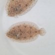 画像5: 《近海産海水魚》セイテンビラメ(画像の個体です) 1匹…・・特別（お客様感謝）セール中商品（期間限定）