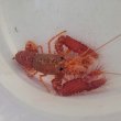 画像1: 《近海産甲殻類》ショウグンエビ…ハンドコート採取