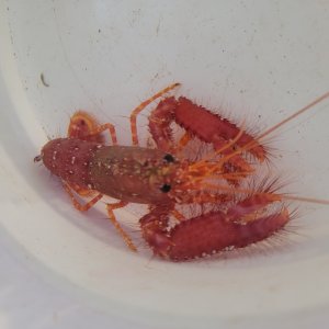 画像: 《近海産甲殻類》ショウグンエビ…ハンドコート採取