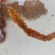 画像2: 《近海産海洋生物類》ムチカラマツ(10センチカット物)‥オレンジ系