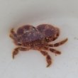 画像2: 《近海産甲殻類》ヒメケブカガニ