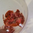 画像2: 《近海産海水魚》オオモンカエルアンコウ（画像の個体です）‥激美個体