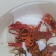 画像2: 《近海産甲殻類》ショウグンエビ…ハンドコート採取