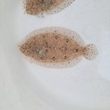 画像: 《近海産海水魚》セイテンビラメ(画像の個体です)…ハンドコート採取