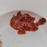 画像: 《近海産海水魚》オオモンカエルアンコウ（画像の個体です）‥激美個体