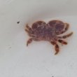 画像1: 《近海産甲殻類》ヒメケブカガニ