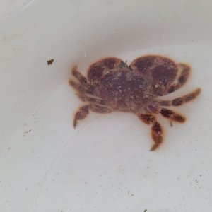 画像: 《近海産甲殻類》ヒメケブカガニ