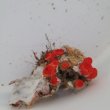 画像3: 《近海産海洋生物》タバネイボヤギ（画像の個体です）