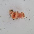 画像2: 《近海産海洋生物》ナガイボヤギ（画像の個体です）