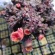 画像3: 《近海産海洋生物》オオエダキサンゴ