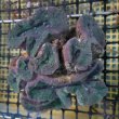 画像4: 《近海産海洋生物》ハナガタサンゴ（2Lサイズ）・・海上生け簀育成個体