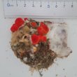 画像2: 《近海産海洋生物》タバネイボヤギ（画像の個体です）