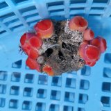 画像: 《近海産海洋生物》イボヤギ（画像の個体です）