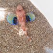 画像2: 《近海産海水魚》【珍】トゲカナガシラ（画像の個体です）…ハンドコート採取