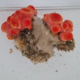 画像: 《近海産海洋生物》タバネイボヤギ（画像の個体です）