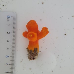 画像: 《近海産海洋生物》エントウキサンゴ(画像の個体です)