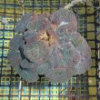 画像2: 《近海産海洋生物》ハナガタサンゴ（2Lサイズ）・・海上生け簀育成個体