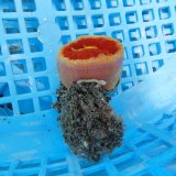 画像: 《近海産海洋生物》【激レアサイズ】ハナタテ　3Lサイズ（画像の個体です）・・非常に大きな個体です！！