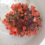 画像: 《近海産海洋生物》【激レアサイズ】オオエダキサンゴ（画像の個体です）‥3Lサイズ