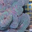 画像3: 《近海産海洋生物》ハナガタサンゴ（2Lサイズ）・・海上生け簀育成個体