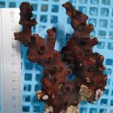 画像: 《近海産海洋生物》ナンヨウキサンゴ（画像の個体です）‥太物ダブル