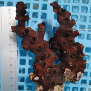 画像: 《近海産海洋生物》ナンヨウキサンゴ（画像の個体です）‥太物ダブル
