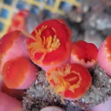 画像: 《近海産海洋生物》ハナタテ　多本付きブロック（画像の個体です）