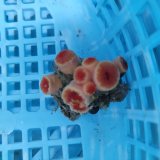 画像: 《近海産海洋生物》オオエダキサンゴ（画像の個体です）