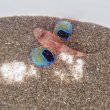 画像1: 《近海産海水魚》【珍】トゲカナガシラ（画像の個体です）…ハンドコート採取