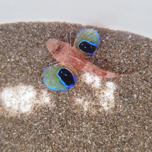 画像: 《近海産海水魚》【珍】トゲカナガシラ（画像の個体です）…ハンドコート採取