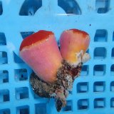 画像: 《近海産海洋生物》ハナタテ　2本付きブロック（画像の個体です）