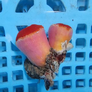 画像: 《近海産海洋生物》ハナタテ　2本付きブロック（画像の個体です）