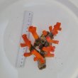 画像4: 《近海産海洋生物》エントウキサンゴ(画像の個体です)
