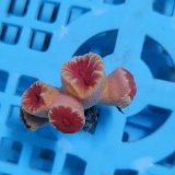 画像: 《近海産海洋生物》オオエダキサンゴ（画像の個体です）