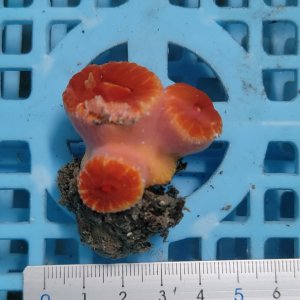 画像: 《近海産海洋生物》オオエダキサンゴ（画像の個体です）