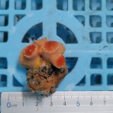 画像: 《近海産海洋生物》オオエダキサンゴ（画像の個体です）
