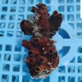 画像: 《近海産海洋生物》ナンヨウキサンゴ（画像の個体です）‥極太