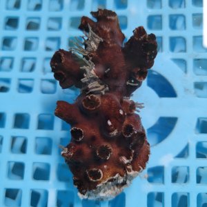 画像: 《近海産海洋生物》ナンヨウキサンゴ（画像の個体です）‥極太