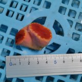 画像: 《近海産海洋生物》オオエダキサンゴ（画像の個体です）